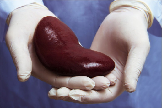 Expertise in kidney transplantation